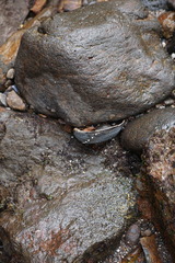 Haliotis cracherodii