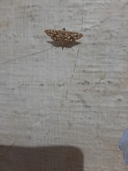 Nausinoe geometralis