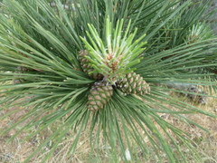 Pinus nigra laricio