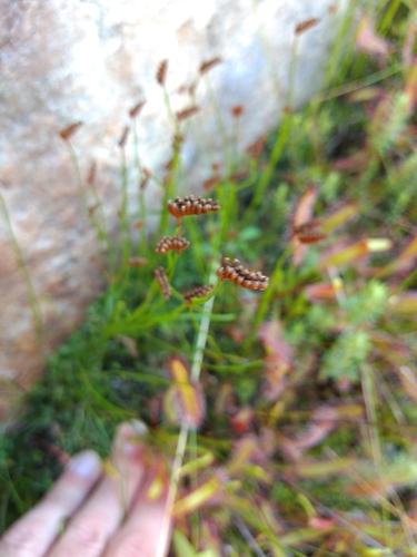 Image of Schizaea tenella by (c) Seth Musker, some rights reserved (CC BY)