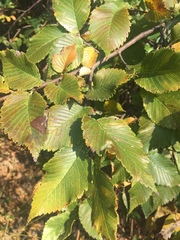 Ulmus americana