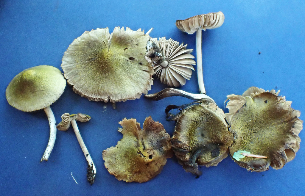 Entoloma sp. 'flavoviride-IN01'