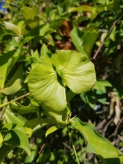 Callaeum macropterum