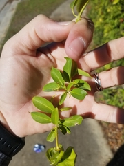 Callaeum macropterum