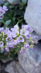 Noccaea rotundifolia