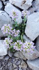 Noccaea rotundifolia