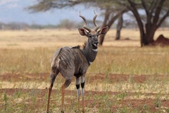 Tragelaphus imberbis