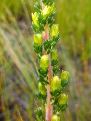 Erica chrysocodon