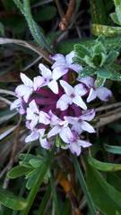 Daphne striata