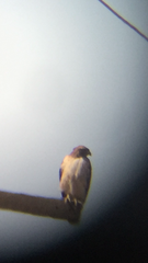 Buteo jamaicensis
