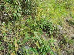 Rumex abyssinicus