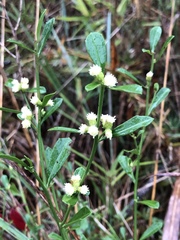 Baccharis glomeruliflora