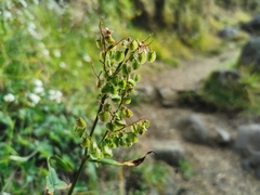 Rumex abyssinicus