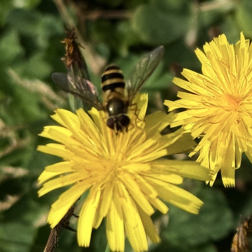 Unknown species found near SE 50th St, Bellevue, WA, US