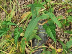 Rumex abyssinicus