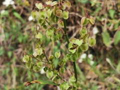 Rumex abyssinicus