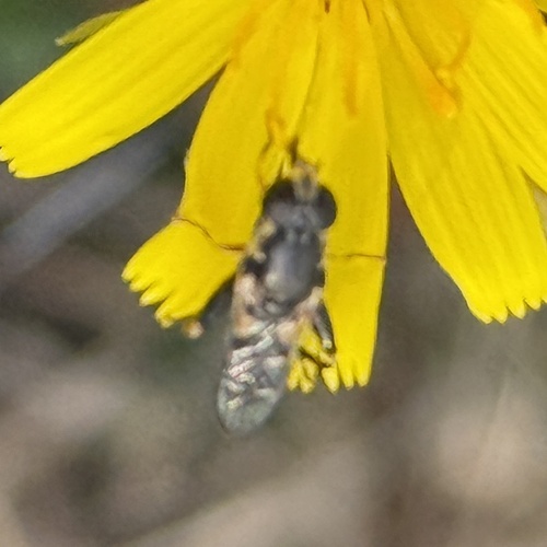 Unknown species found near SE 50th St, Bellevue, WA, US