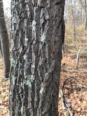 Oxydendrum