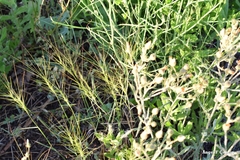 Aegilops triuncialis