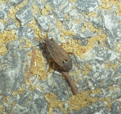 Ischnopeza pallipes