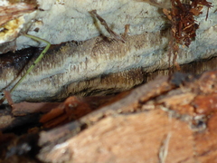 Antrodia heteromorpha