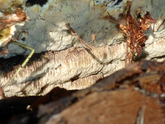 Antrodia heteromorpha