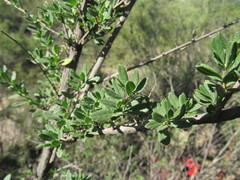 Aloysia gratissima
