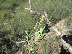 Aloysia gratissima