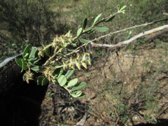 Aloysia gratissima