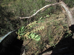 Aloysia gratissima