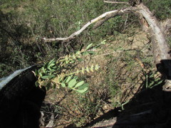 Aloysia gratissima