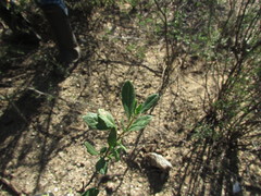 Aloysia gratissima