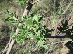 Aloysia gratissima