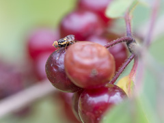 Rhagoletis cerasi
