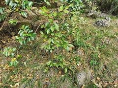 Psidium cattleyanum