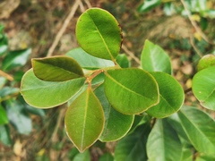 Psidium cattleyanum