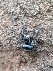 Corythalia argentinensis