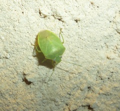 Acrosternum millierei