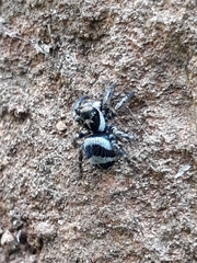 Corythalia argentinensis