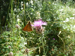 Centaurea sarfattiana