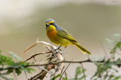 Telophorus sulfureopectus