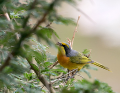 Telophorus sulfureopectus