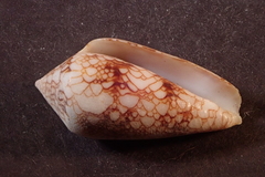 Conus canonicus
