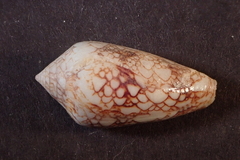 Conus canonicus