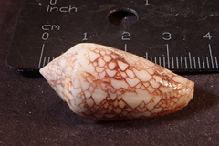 Conus canonicus image