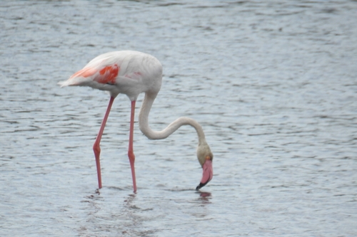 Flamenco común (Phoenicopterus roseus)