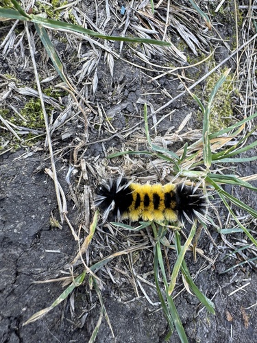 Spotted Tussock Moth