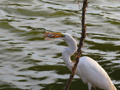 Ardea alba