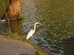 Ardea alba