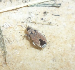 Melanotelus villosulus